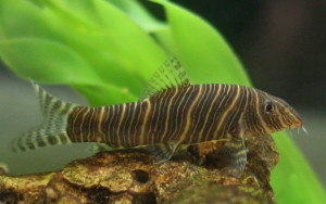 Botia striata