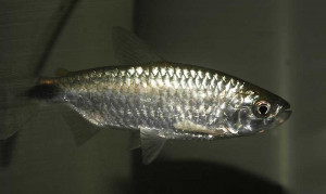 Brycinus imberi