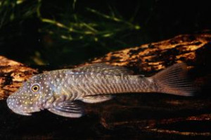 Chaetostoma stannii