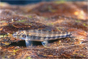 Characidium zebra