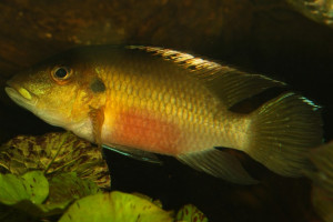 Chromidotilapia guentheri guentheri