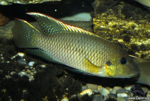 Chromidotilapia kingsleyae