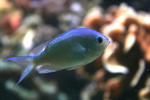 Chromis atripectoralis