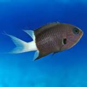 Chromis margaritifer