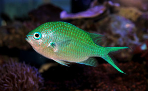 Chromis viridis