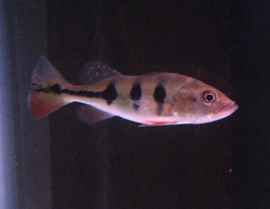 Cichla monoculus