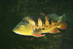 Cichla ocellaris