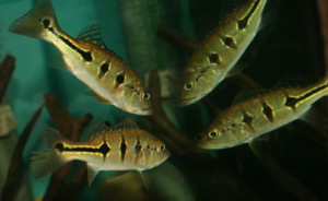 Cichla orinocensis 