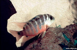 Cichlasoma atromaculatum