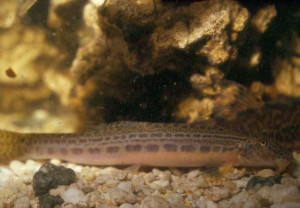 Cobitis sinensis