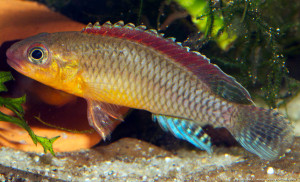 Congochromis dimidiatus