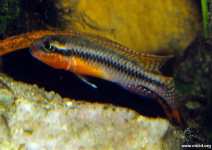 Congochromis squamiceps