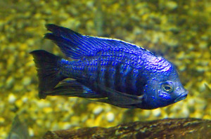 Copadichromis azureus