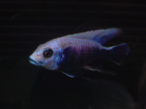 Copadichromis mloto