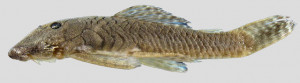 Cordylancistrus santarosensis