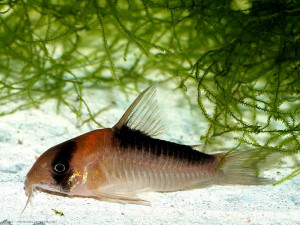 Corydoras adolfoi