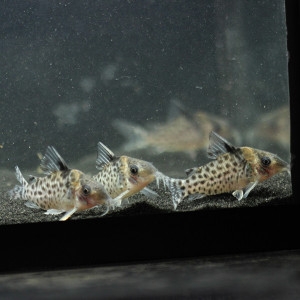 Corydoras agassizii