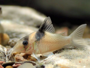 Corydoras amandajanea