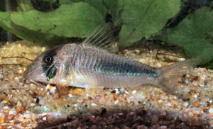 Corydoras amapaensis