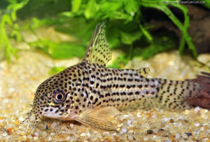 Corydoras araguaiaensis