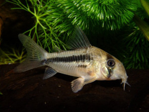 Corydoras axelrodi