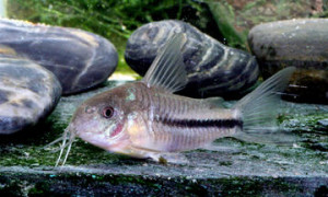 Corydoras baderi