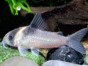 Corydoras bicolor