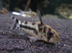 Corydoras boesemani