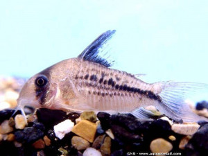 Corydoras bondi