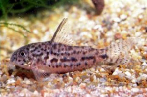 Corydoras breei