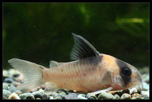 Corydoras burgessi