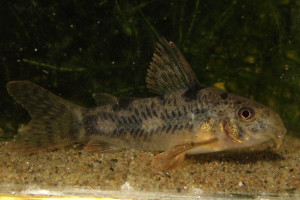 Corydoras carlae