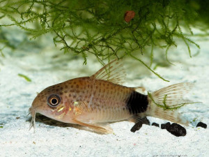 Corydoras caudimaculatus