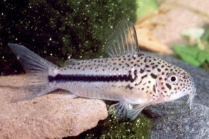 Corydoras coppenamensis