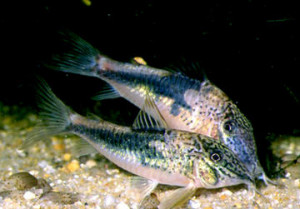 Corydoras coriatae