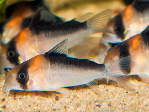 Corydoras duplicareus