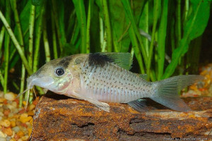 Corydoras ephippifer