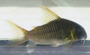 Corydoras esperanzae