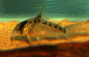 Corydoras evelynae