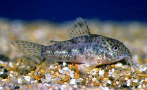 Corydoras garbei