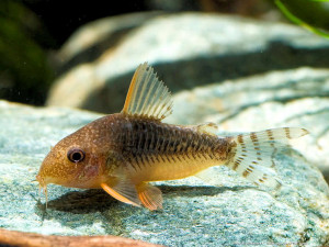 Corydoras gossei