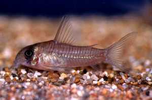 Corydoras griseus