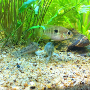 Corydoras guianensis