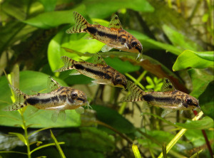 Corydoras habrosus