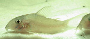 Corydoras heteromorphus