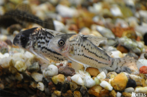 Corydoras incolicana