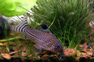 Corydoras julii