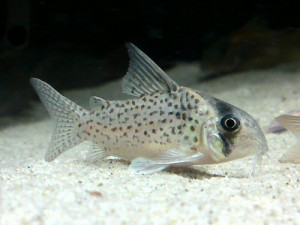 Corydoras kanei