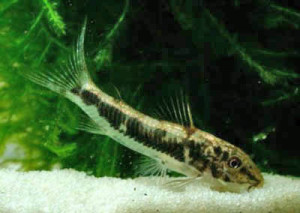 Corydoras lacerdai