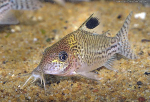 Corydoras leopardus